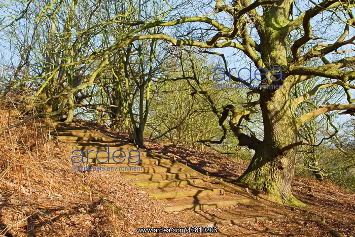 : Woodland walk : Woodland walk