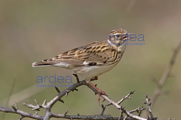  : Woodlark (Lullula arborea)