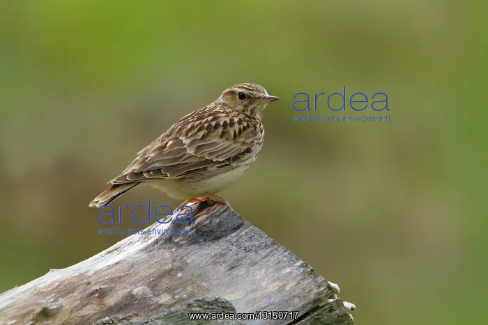 : Woodlark (Lullula arborea) perched on tree trunk : Woodlark (Lullula arborea) perched on tree trunk