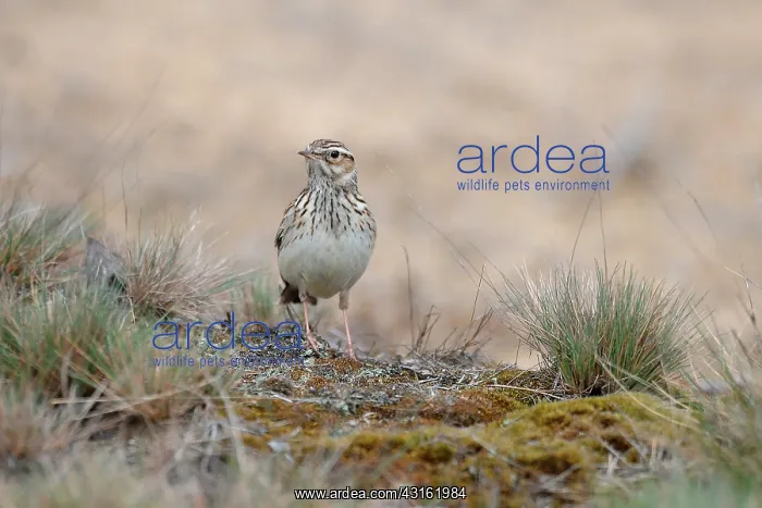 : Woodlark (Lullula arborea) on the ground, The Netherlands, Gelderland, Otterlo : Woodlark (Lullula arborea) on the ground, The Netherlands, Gelderland, Otterlo