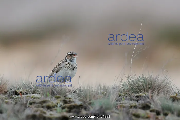 : Woodlark (Lullula arborea) on the ground, singing, The Netherlands, Gelderland, Otterlo : Woodlark (Lullula arborea) on the ground, singing, The Netherlands, Gelderland, Otterlo