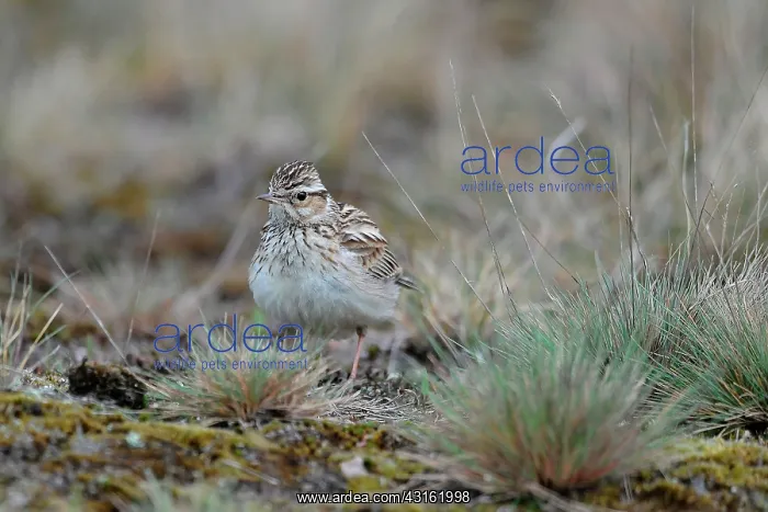 : Woodlark (Lullula arborea) on the ground, The Netherlands, Gelderland, Otterlo : Woodlark (Lullula arborea) on the ground, The Netherlands, Gelderland, Otterlo