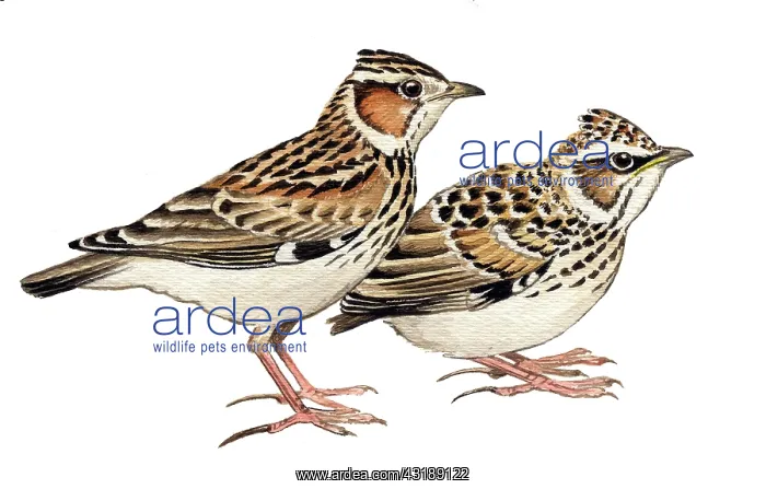 : Woodlark. Wood lark (Lulula arborea) adult left and juvenile right sitting on the ground : Woodlark. Wood lark (Lulula arborea) adult left and juvenile right sitting on the ground
