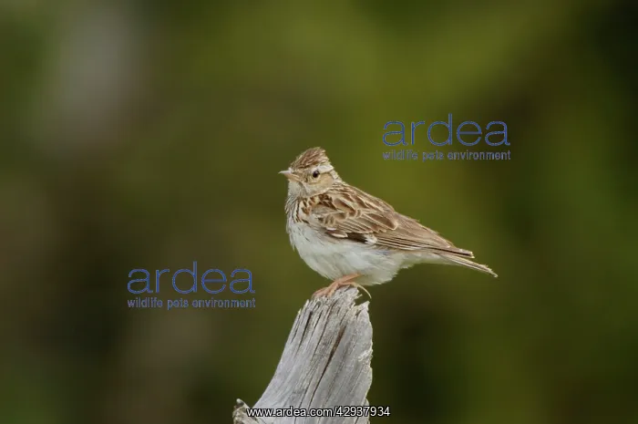 : Woodlark - adult, May : Woodlark - adult, May