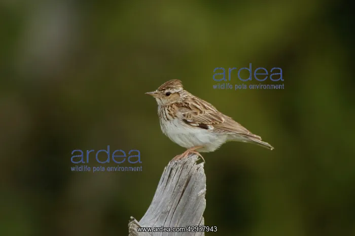 : Woodlark - adult, May : Woodlark - adult, May