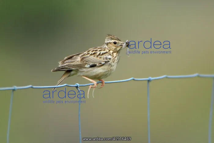 : Woodlark - on fence, showing hind claws or spurs : Woodlark - on fence, showing hind claws or spurs