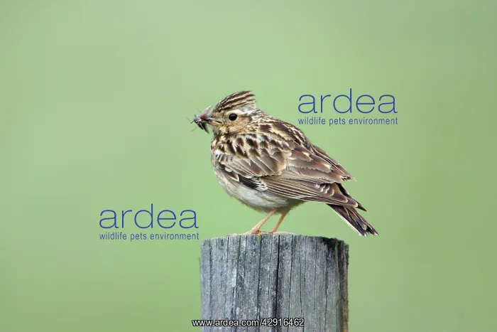 : Woodlark - with food in beak : Woodlark - with food in beak