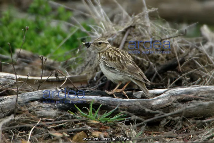 : Woodlark - with food in beak : Woodlark - with food in beak