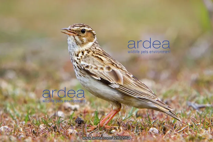 : Woodlark - on the ground : Woodlark - on the ground