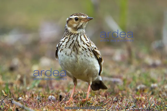 : Woodlark - on the ground : Woodlark - on the ground