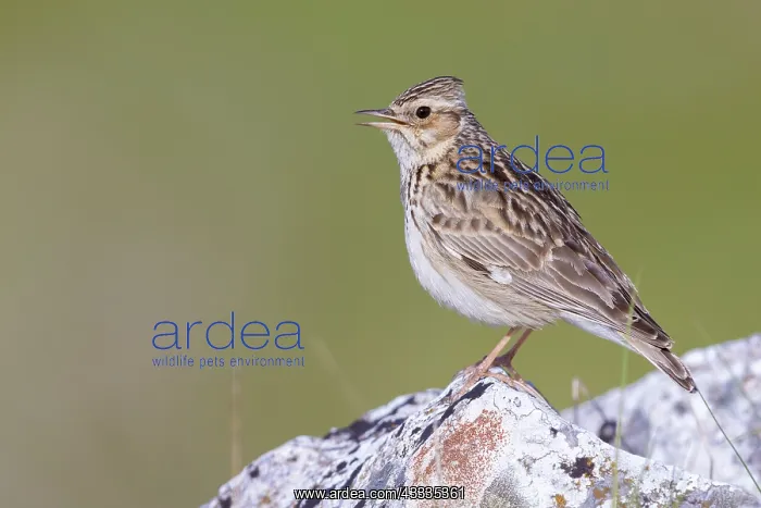 : Woodlark (Lullula arborea), side view of an adul : Woodlark (Lullula arborea), side view of an adul