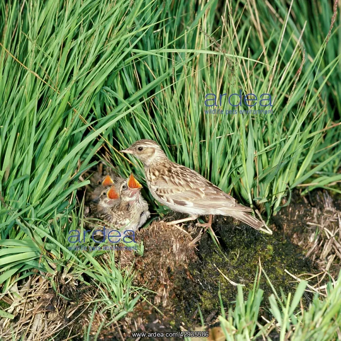 : Woodlark - at nest, hidden in grass : Woodlark - at nest, hidden in grass