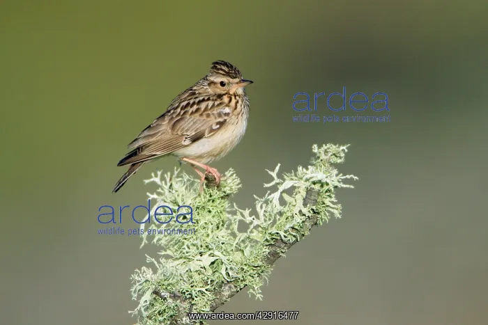 : Woodlark - perched on lichen covered branch : Woodlark - perched on lichen covered branch