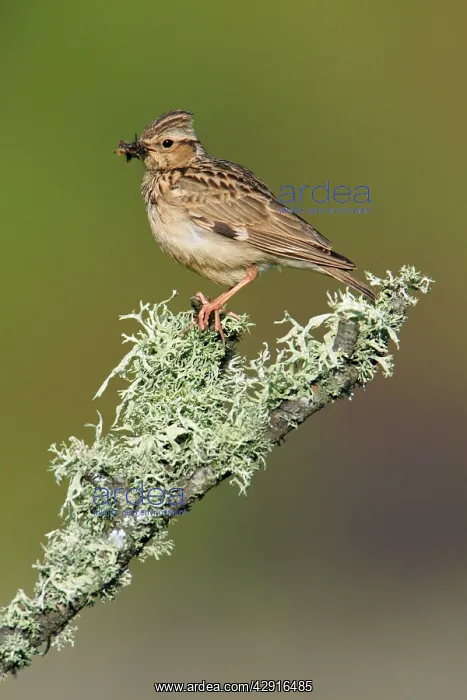 : Woodlark - perched on lichen covered branch : Woodlark - perched on lichen covered branch