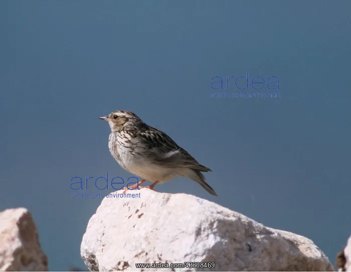 : Woodlark - perched on rock : Woodlark - perched on rock