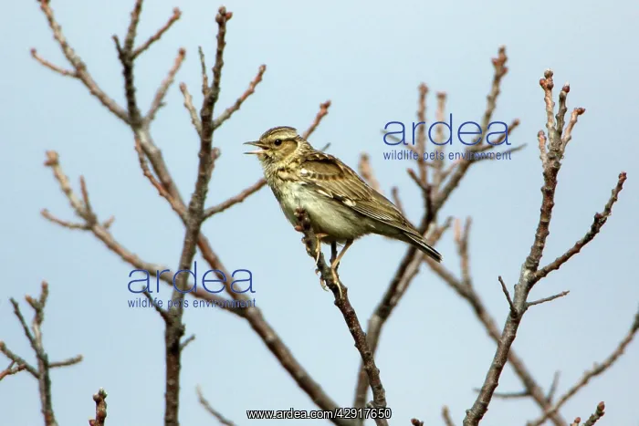 : Woodlark - singing from tree : Woodlark - singing from tree