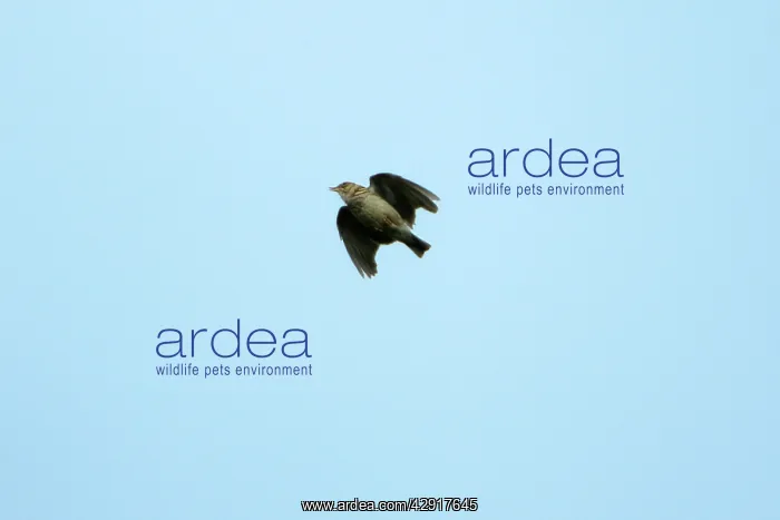 : Woodlark - singing on the wing : Woodlark - singing on the wing