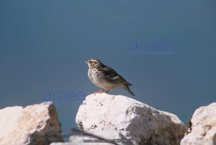 : WOODLARK - standing on rock : WOODLARK - standing on rock