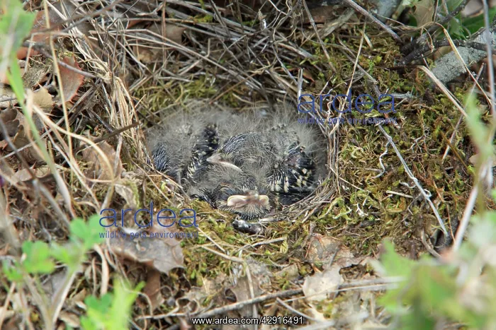: Woodlark - young chicks in nest : Woodlark - young chicks in nest
