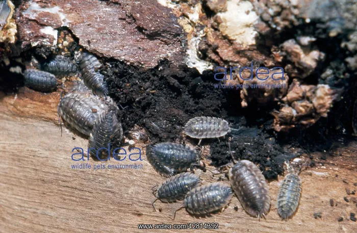  : Woodlice - under dead bark