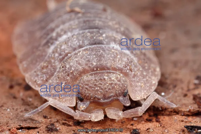: Woodlouse (Porcellio dilatatus) sitting on old bark, The Netherlands, Overijssel : Woodlouse (Porcellio dilatatus) sitting on old bark, The Netherlands, Overijssel