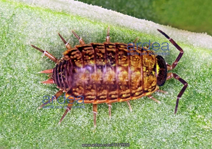 : Woodlouse (Cylisticus sp). Woodlice are common under rocks and logs : Woodlouse (Cylisticus sp). Woodlice are common under rocks and logs