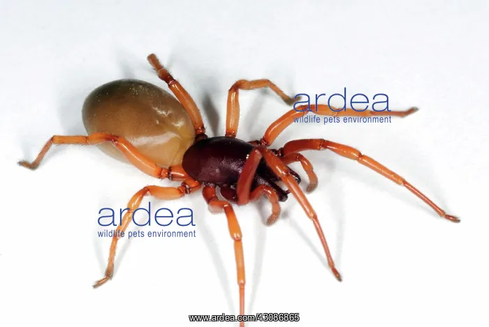 : Woodlouse Spider : Woodlouse Spider