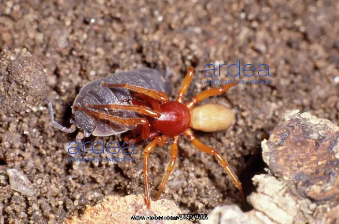 : Woodlouse Spider - attacking Woodlouse : Woodlouse Spider - attacking Woodlouse