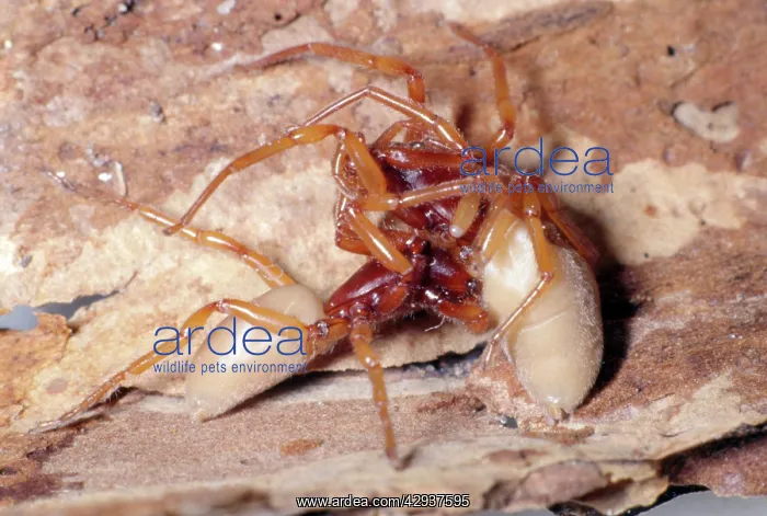 : Woodlouse Spider - male (left) female (right) : Woodlouse Spider - male (left) female (right)