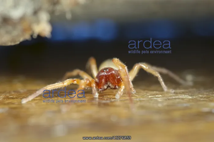 : Woodlouse spider - Norfolk UK : Woodlouse spider - Norfolk UK