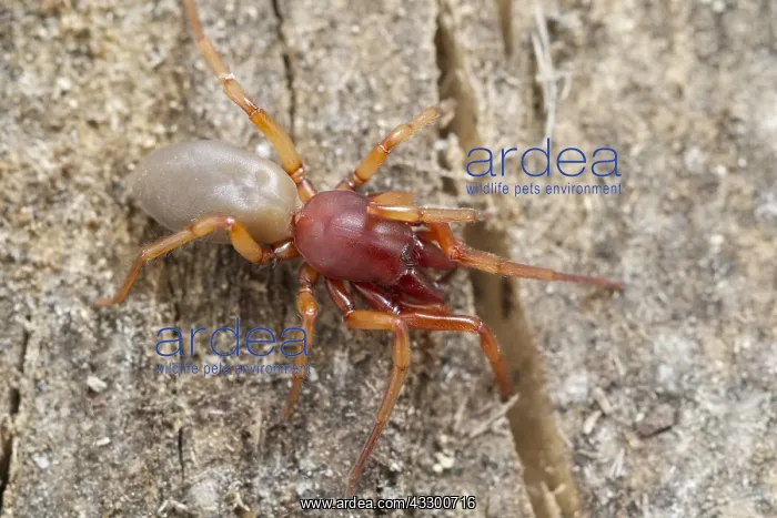 : Woodlouse spider - Norfolk UK : Woodlouse spider - Norfolk UK