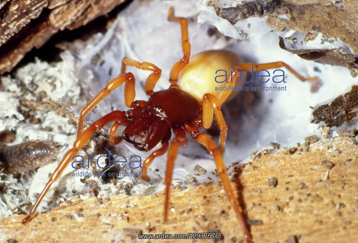 : Woodlouse Spider - threat posture : Woodlouse Spider - threat posture