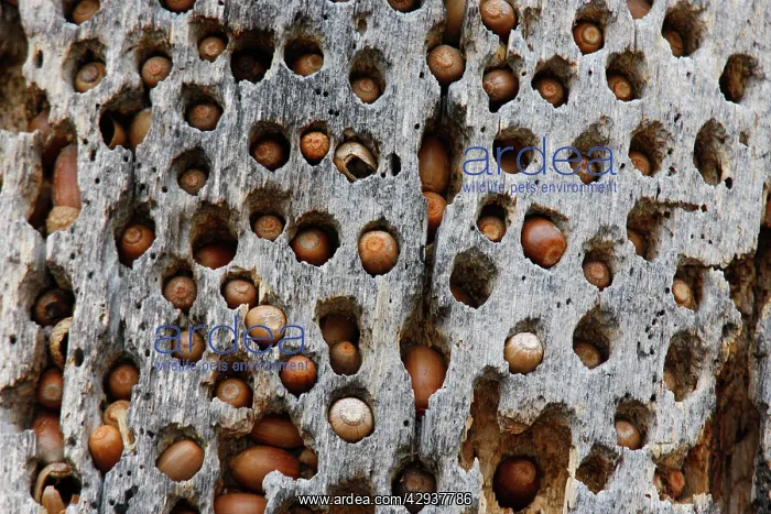 : Woodpecker - acorn cache / larder / storage in tree : Woodpecker - acorn cache / larder / storage in tree