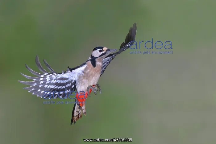 : Woodpecker (Dendrocopos) in flight, North Rhine-Westphalia : Woodpecker (Dendrocopos) in flight, North Rhine-Westphalia