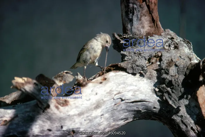 : Woodpecker Finch : Woodpecker Finch