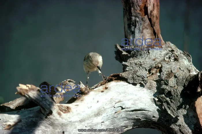 : Woodpecker Finch : Woodpecker Finch