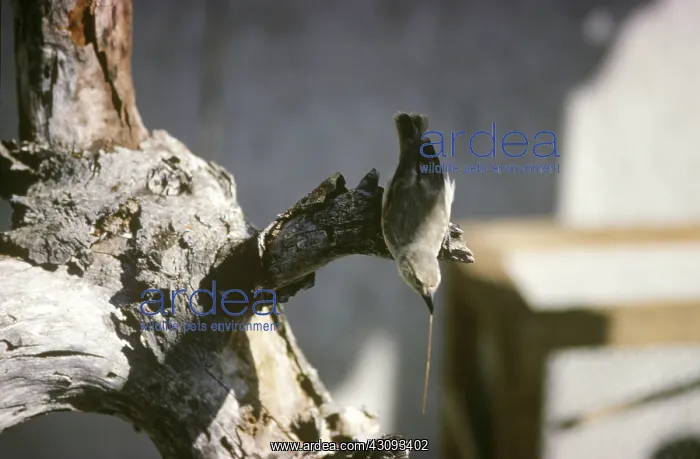  : Woodpecker Finch with a twig in its beak