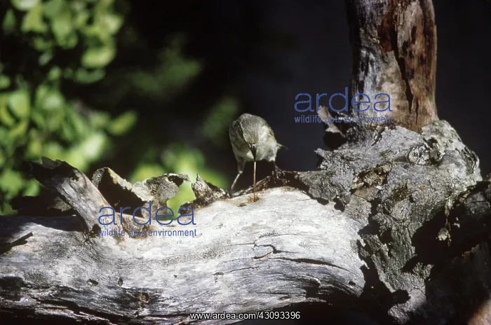 : Woodpecker Finch using a twig : Woodpecker Finch using a twig