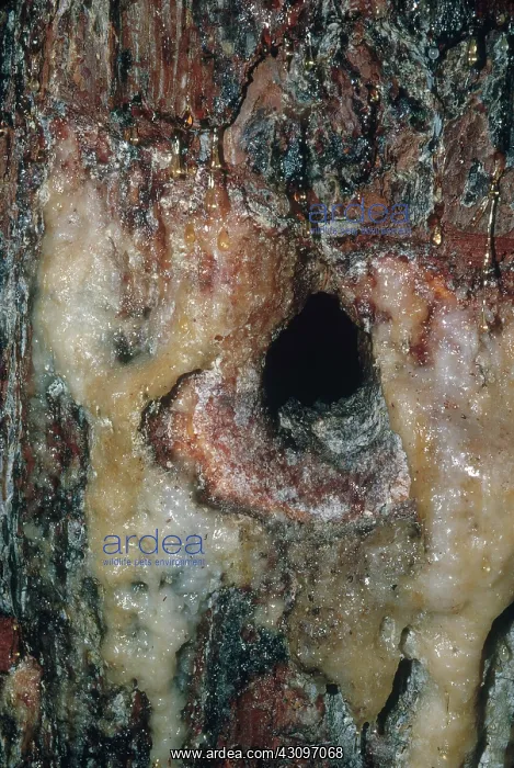 : Woodpecker Hole : Woodpecker Hole