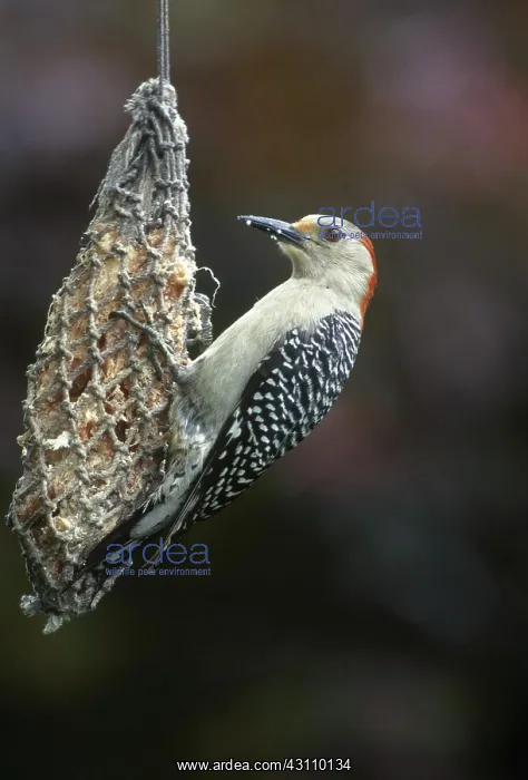 : Woodpecker on Suet Feeder : Woodpecker on Suet Feeder
