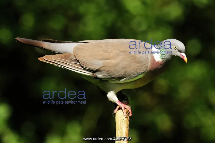 : Woodpigeon : Woodpigeon