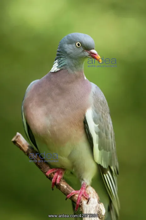  : Woodpigeon