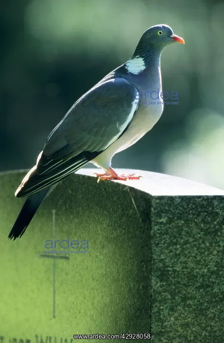  : Woodpigeon - Adult sitting on gravestone