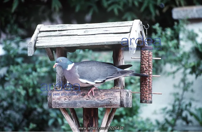 : WOODPIGEON - at bird table : WOODPIGEON - at bird table