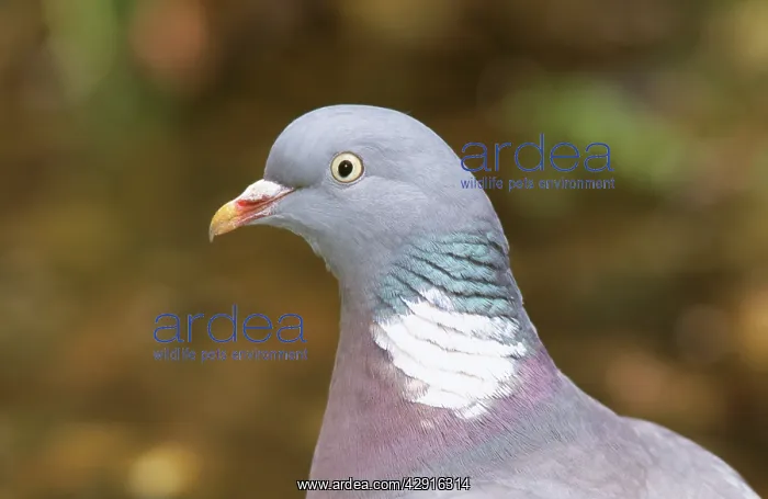 : WOODPIGEON - close-up of head : WOODPIGEON - close-up of head
