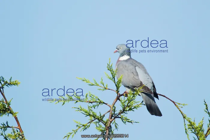 : Woodpigeon - on cupressus leylandii tree : Woodpigeon - on cupressus leylandii tree