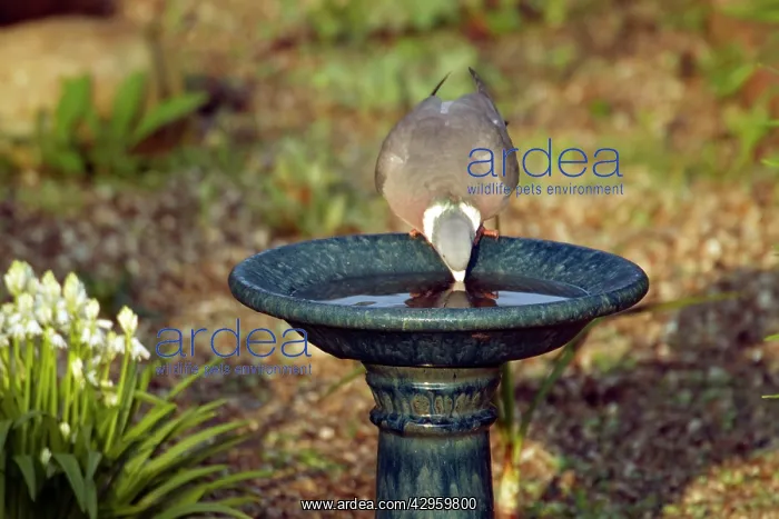 : Woodpigeon - drinking from garden birdbath