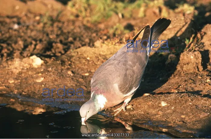 : Woodpigeon - drinks from pool : Woodpigeon - drinks from pool