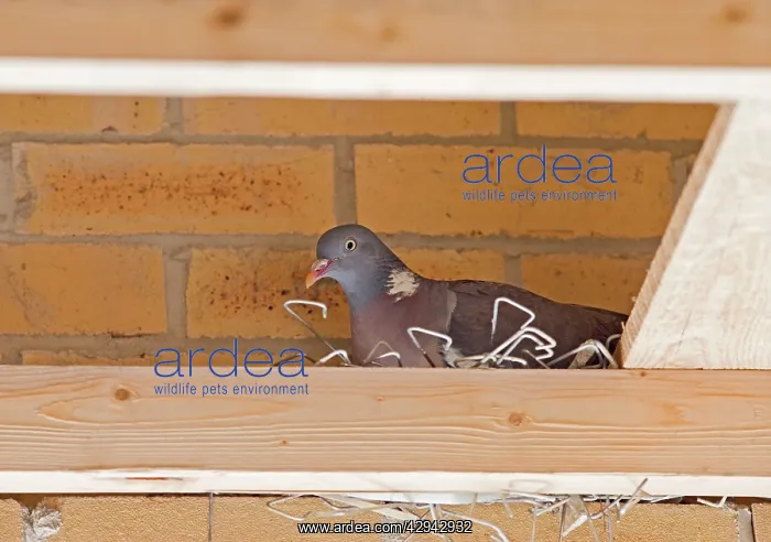 : Woodpigeon E on nest constructed from brick ties : Woodpigeon E on nest constructed from brick ties