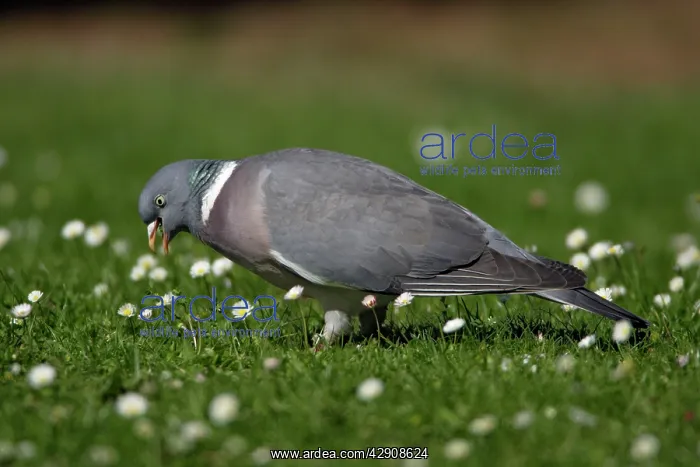: Woodpigeon - Eating clover on garden lawn : Woodpigeon - Eating clover on garden lawn